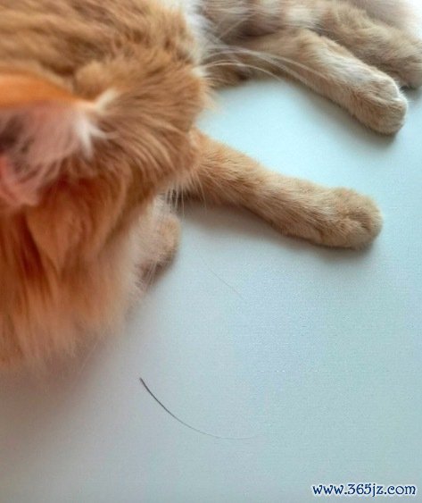 猫把掉落的黑胡子留给主人